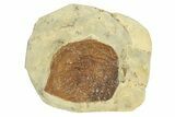 Fossil Leaf (Davidia) - Montana #270967-1